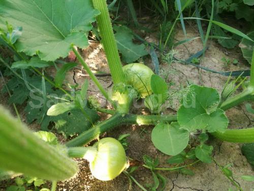 Нужно ли обрывать листья у тыквы. Для чего стоит проводить обрезку тыквенных растений?