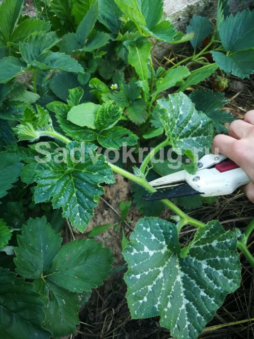 Нужно ли обрывать листья у тыквы. Для чего стоит проводить обрезку тыквенных растений?