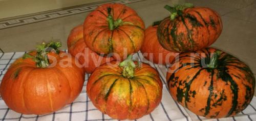 Нужно ли обрывать листья у тыквы. Для чего стоит проводить обрезку тыквенных растений?