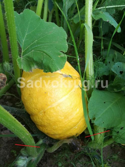 Нужно ли обрывать листья у тыквы. Для чего стоит проводить обрезку тыквенных растений?