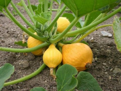 Формирование кустов тыквы. Зачем нужно прищипывание тыквы?