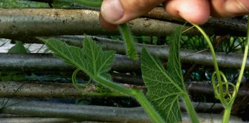 Формируем тыкву. Как формировать тыкву