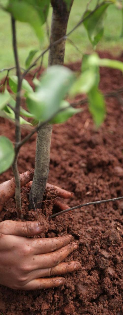 Узнайте, когда высаживать росток яблоньки в грунт для лучшего роста 01 Узнайте, когда высаживать росток яблоньки в грунт для лучшего роста 01