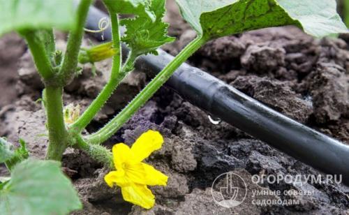 Горькие огурцы, как исправить. Возможные решения