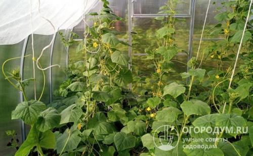 Горькие огурцы, как исправить. Возможные решения