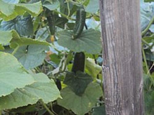 Избавляемся от горечи у огурцов. Как убрать горечь из огурцов и почему она вообще появляется 03