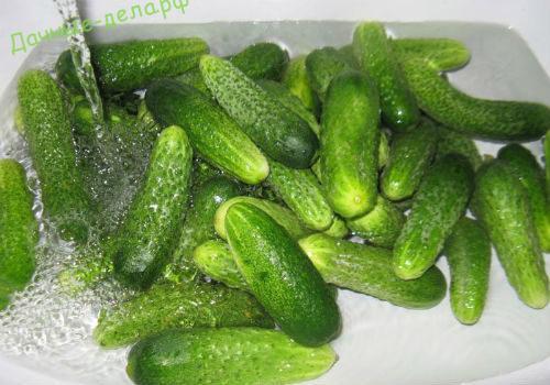 Горькие огурцы в теплице. Почему огурцы могут горчить в теплице, частые причины 05