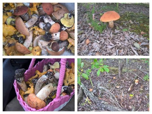 Как заморозить грибы на зиму. Грибы можно замораживать? Эти способы помогут вам их хранить почти целый год 22