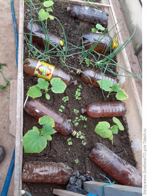 Огурцы холодные ночи. Сезон-2022. Согреваем огуречную рассаду