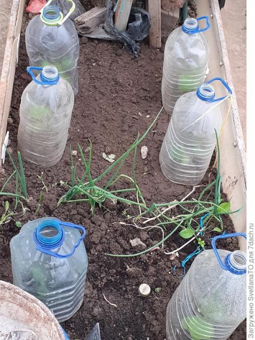 Огурцы холодные ночи. Сезон-2022. Согреваем огуречную рассаду