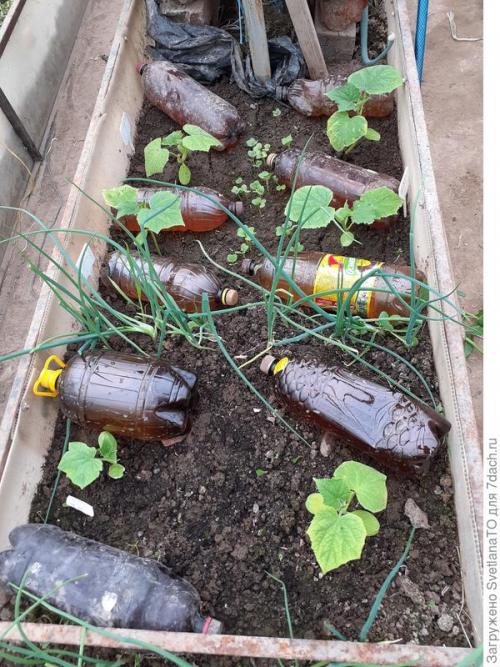 Огурцы холодные ночи. Сезон-2022. Согреваем огуречную рассаду