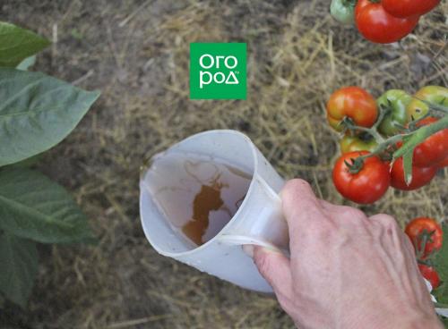 Почему огурец горький и помидоры.. Причины, почему огурцы горчат 07