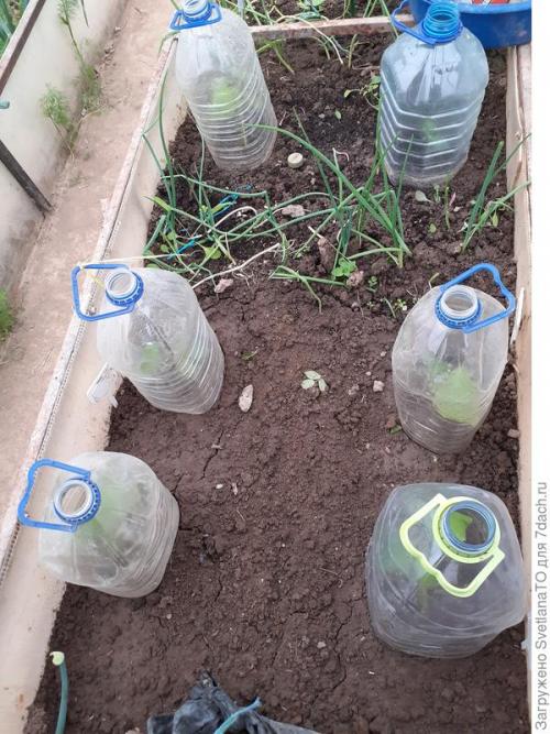 Огурцы холодные ночи. Сезон-2022. Согреваем огуречную рассаду