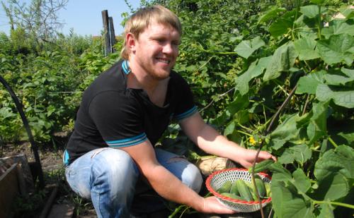 Почему появляется горечь в огурцах и как с ней бороться. Разбираемся 06