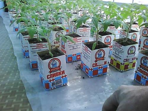 Как посадить семена из свежего помидора. 