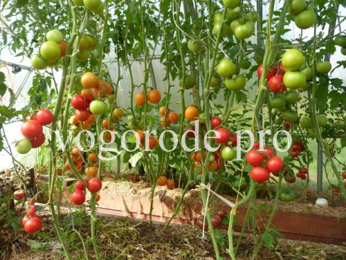 Можно ли собирать семена с томатов f1. Посадка семян помидоров с гибрида F1.