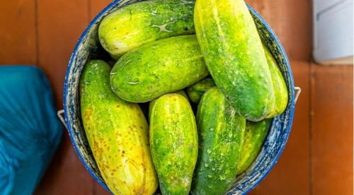 6 проверенных способов убрать горечь огурцов. Почему огурцы становятся горькими? 03