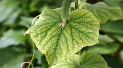 6 проверенных способов убрать горечь огурцов. Почему огурцы становятся горькими? 04