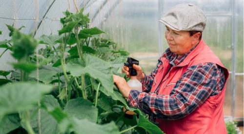 6 проверенных способов убрать горечь огурцов. Почему огурцы становятся горькими? 05