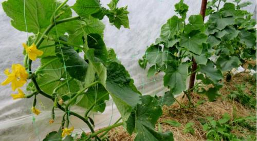 6 проверенных способов убрать горечь огурцов. Почему огурцы становятся горькими? 02