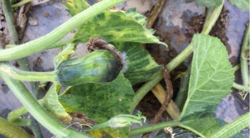 6 проверенных способов убрать горечь огурцов. Почему огурцы становятся горькими? 06