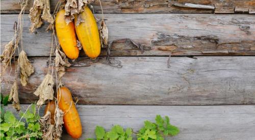 6 проверенных способов убрать горечь огурцов. Почему огурцы становятся горькими? 01