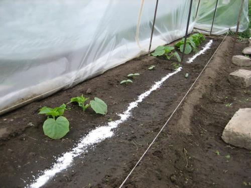 Почему огурцы горькие в теплице. Почему горчат огурцы в теплице, причины, что делать?