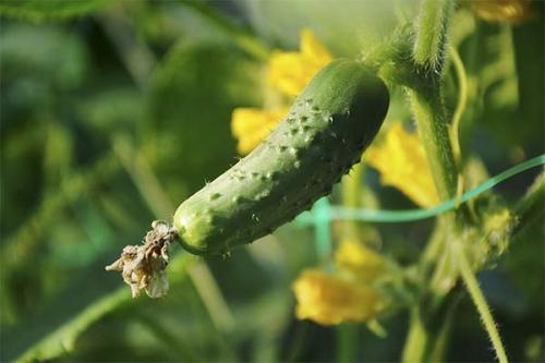 Что не хватает если огурцы горькие. Почему огурцы горчат и как это исправить?