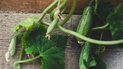 Почему огурцы горькие на грядке. Неправильный полив 04 Почему огурцы горькие на грядке. Неправильный полив 04