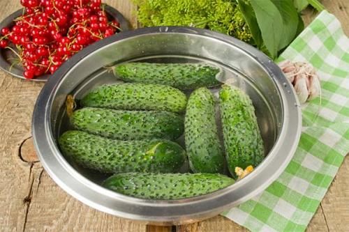 Что не хватает если огурцы горькие. Почему огурцы горчат и как это исправить?