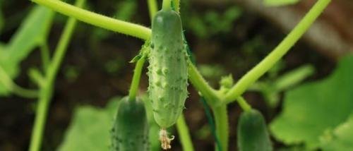 Почему огурцы горькие в теплице. Почему горчат огурцы в теплице, причины, что делать?