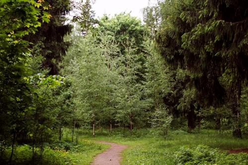 46 ЛУЧШИХ съедобных лесных грибов 2023. 54 лучших грибных места в Подмосковье на сегодня по всем направлениям