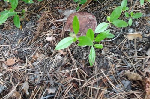 46 ЛУЧШИХ съедобных лесных грибов 2023. 54 лучших грибных места в Подмосковье на сегодня по всем направлениям 03