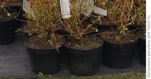 Малина в ведрах. Мобильный малинник