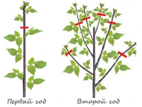 Формировка малины по соболеву. Суть метода двойной обрезки