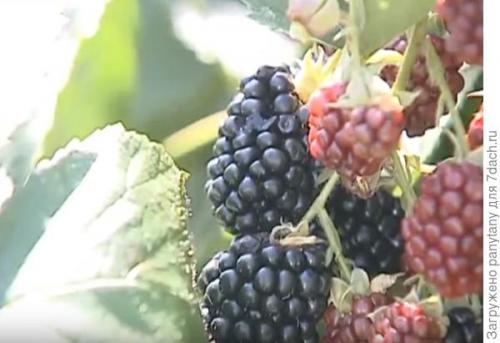 Малина в ведрах. Мобильный малинник