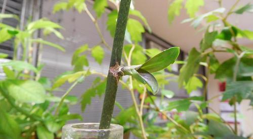 Применение янтарной кислоты в садоводстве и огородничестве. Инструкция по применению янтарной кислоты в огороде 01