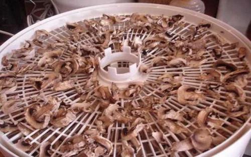 Белые грибы на зиму в банках. Простые рецепты приготовления белых грибов на зиму — различные способы заготовки