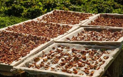 Белые грибы на зиму в банках. Простые рецепты приготовления белых грибов на зиму — различные способы заготовки