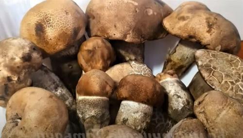 Салат с шампиньонами на зиму. Салат с грибами на зиму — простые рецепты в банках