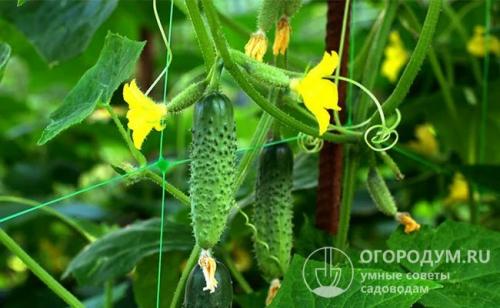 Свежие огурцы с грядки бывают горькими. Возможные решения