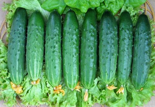 Лучшие сорта огурцов для Ленинградской области. Сорта для выращивания в теплицах