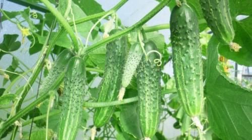 Лучшие сорта огурцов для Урала и сибири. Сорта огурцов для Урала