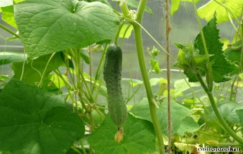 Горькие огурцы: польза. Польза и вред горьких огурцов