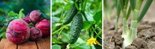 Чередование посадки овощей на огороде. КАК ОРГАНИЗОВАТЬ ОВОЩНОЙ СЕВООБОРОТ НА ПРИУСАДЕБНОМ УЧАСТКЕ