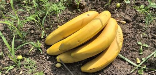 Кожура банана, как удобрение для томатов. Что содержится в банановой кожуре, и какая от нее польза растениям?