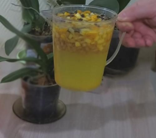 Удобрение из банановой кожуры для орхидей. Банановая и дрожжевая подкормка для орхидей
