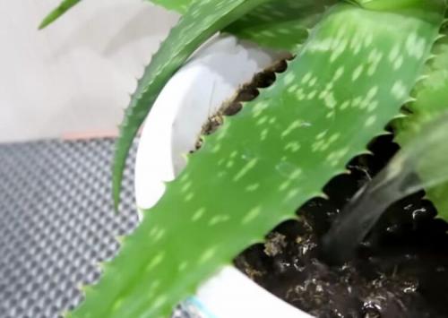 Банановые шкурки, как удобрение. Чем полезна кожура? 04 Банановые шкурки, как удобрение. Чем полезна кожура? 04