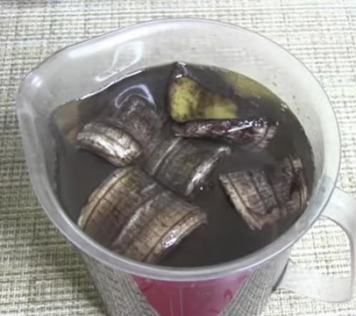 Удобрение из банановой кожуры для орхидей. Банановая и дрожжевая подкормка для орхидей