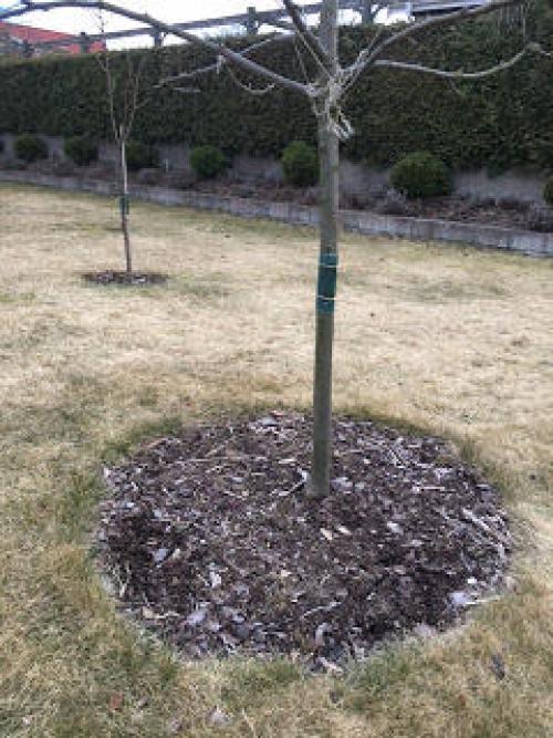 Белят ли деревья в европе. Побелка деревьев в Швеции или ее отсутствие